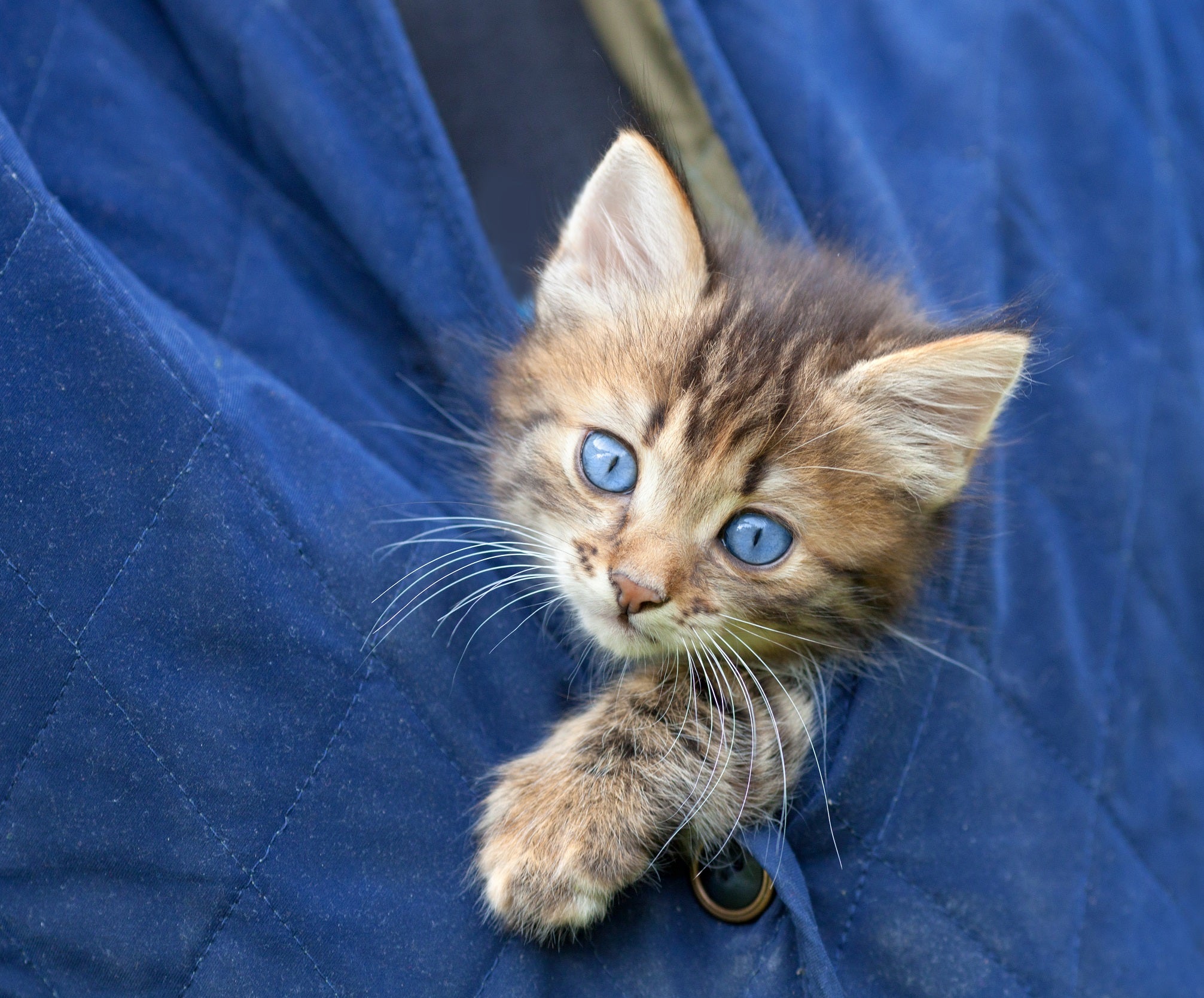 Kitten Feature The Joys of Kitten Interactions – TRUEECO