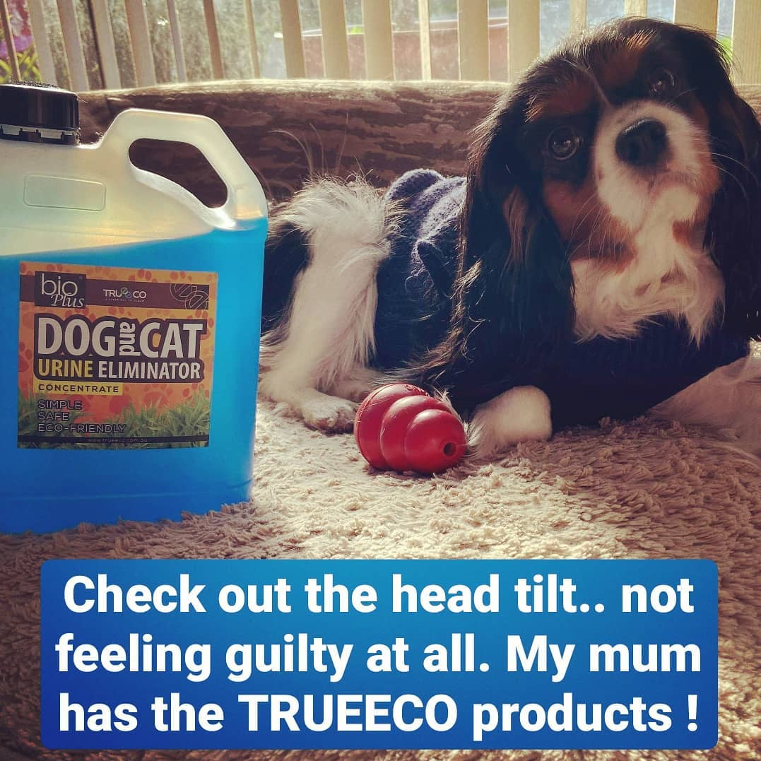 Dog with 2.5 Litre Dog & Cat Urine Odour and Stain Remover Pet Safe - TRUEECO - Australia