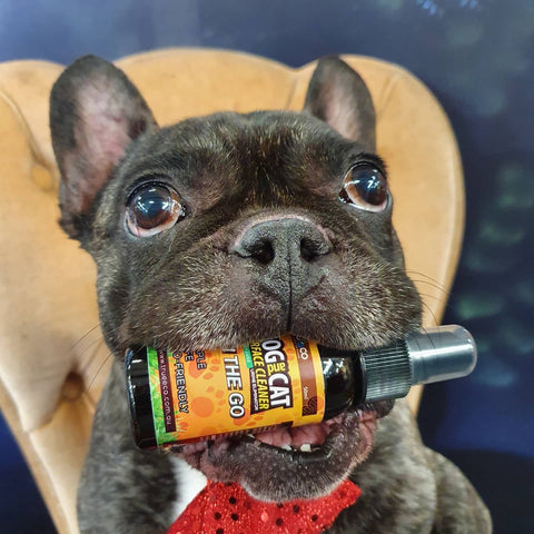 Dog Biting Dog & Cat Urine Odour and Stain Remover Pet Safe - TRUEECO - Australia
