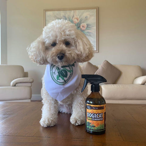 Dog with 500ml Dog & Cat Urine Odour and Stain Remover Pet Safe - TRUEECO - Australia